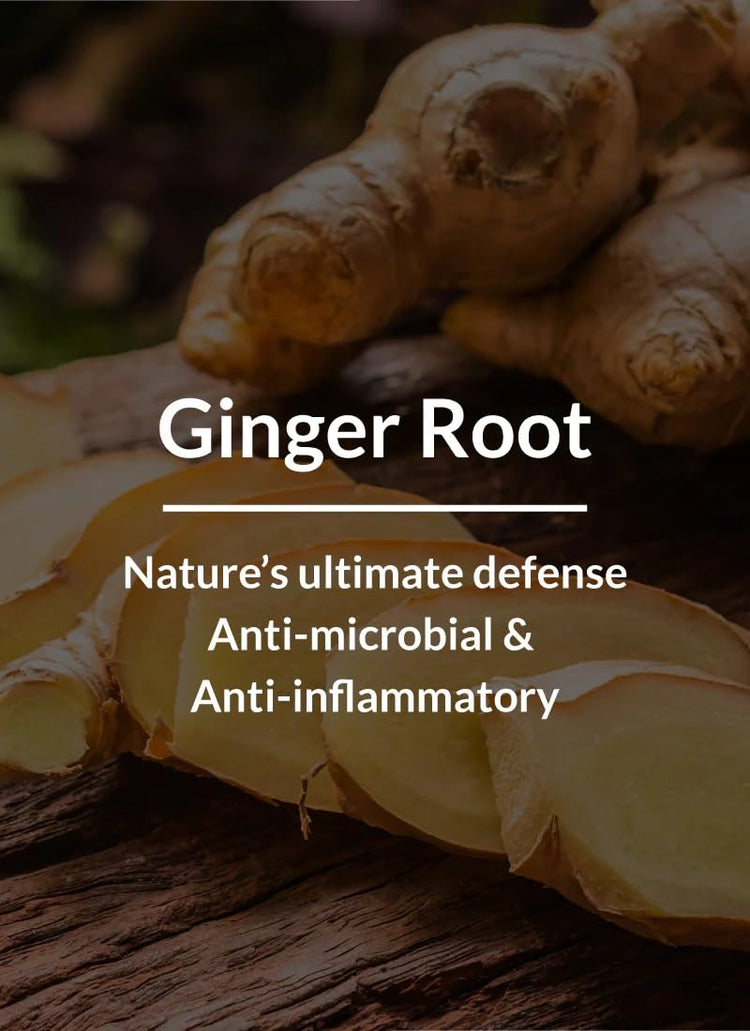 Lotus Botanicals Ginger Root & Black Seed Dandruff-Control Hair Oil | Soothes Scalp Itchinesss & Dryness | Helps Boost Hair Growth | Rich In Anti-Oxidants | Suitable For All Hair Types | 100 ml