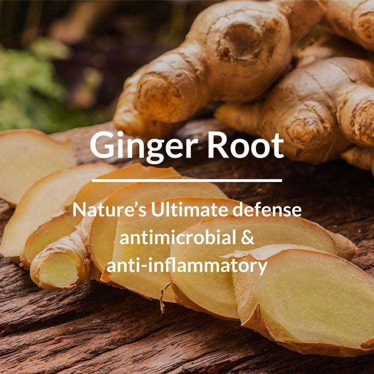 Lotus Botanicals Dandruff-Control Shampoo | Ginger Root, Tea Tree Oil | Anti Dandruff | Silicon, Sulphate & Chemical Free | For All Hair Types | 300ml